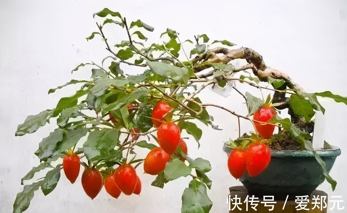 怎么对植物的生长习性“摸底”？一问、二实践验证