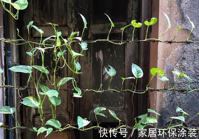 空间|家里这些花卉吊起来养,既增加了观赏价值,又节省了养殖空间