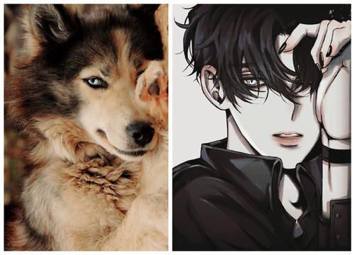 当可爱的小动物拟人化后 脑补了两万字的小说 这只哈士奇我磕了 快资讯 当可爱的小动物拟人化后 脑补了两万字的小说 这只哈士奇我磕了 快资讯