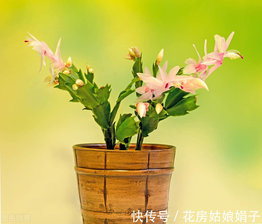 三角梅|这6种花适合小盆养，用小盆，少管它，反而越长越旺，花开爆盆