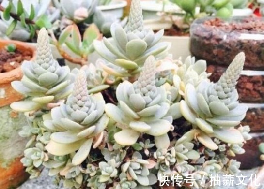 花箭|多肉开花后,赶紧剪掉,不然母株会死掉!