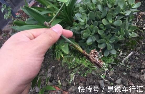 砧木|花开像月季，易爆花，-20℃冻不死，好养活不生病，比桂花香10倍