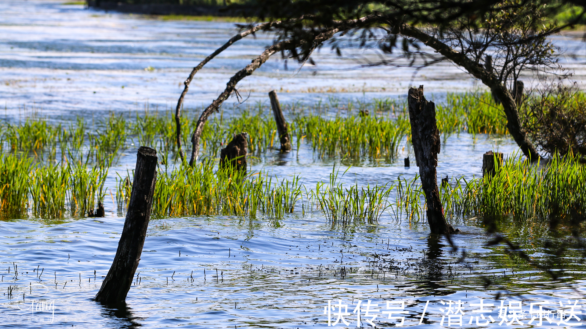 枯藤|大理最不起眼的海舌公园，洱海边上的枯藤老树成人们最爱的打卡点