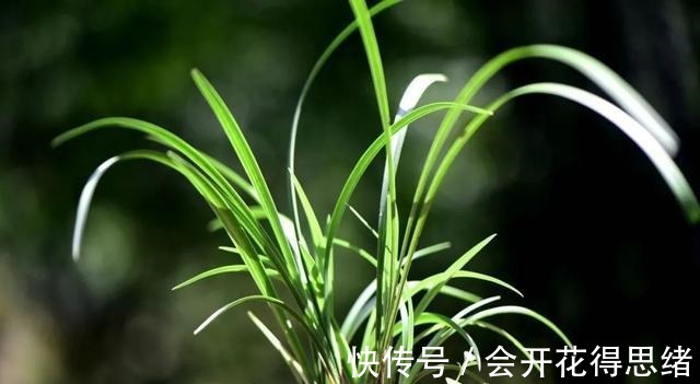 兰花快速生根的方法,不必高价买植料,15天就能出新根!