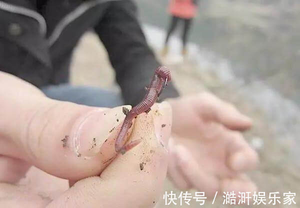 蚯蚓钓鱼效果好，但你挂对了吗，不同挂法效果不同