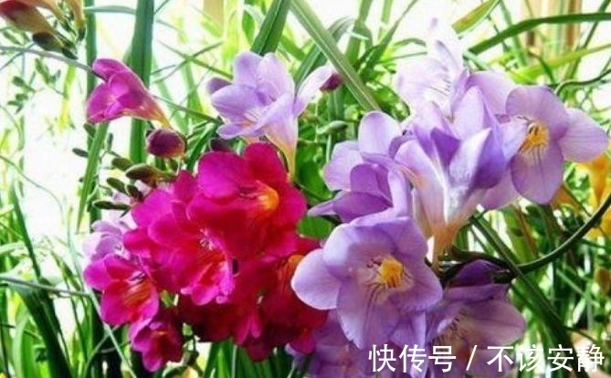 丽格海棠|家里就养4种花，耐旱又耐晒，一年四季成“花海”，天天有花赏！