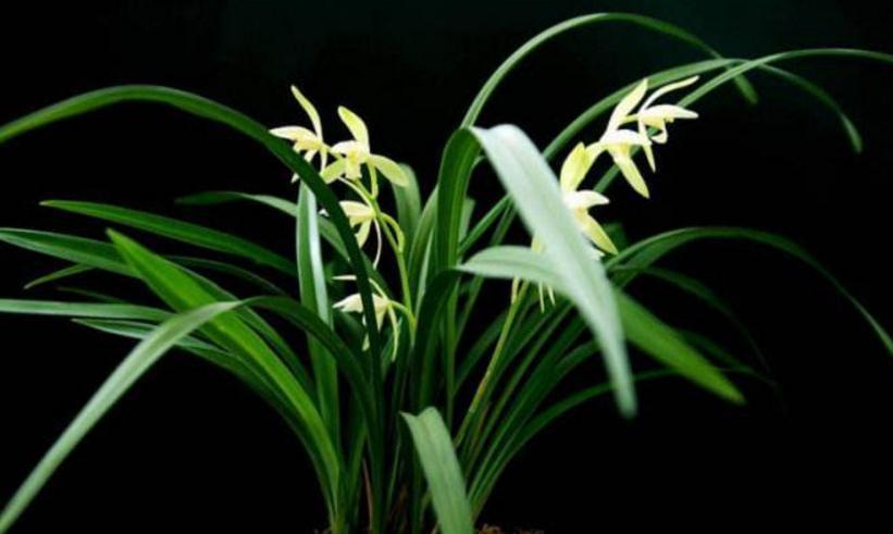 盆栽兰花叶面发白不要急,小花匠教你两招,简单实用