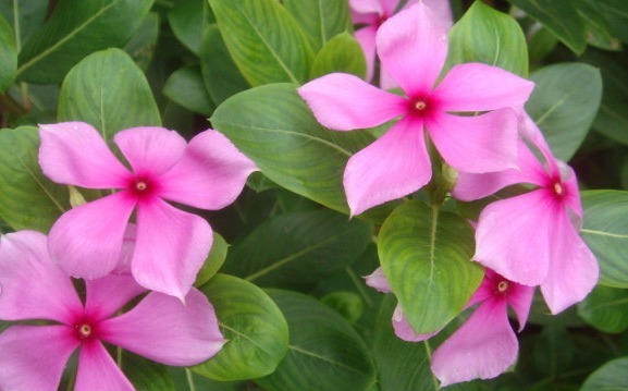 几种懒人花朵，勤快人养不活，只有懒人才能养活，并且越开越旺