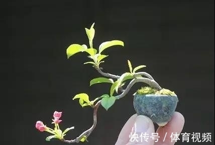 黄杨|微型盆景越来越受欢迎,这里是它们的“集中营”,都是你想知道的