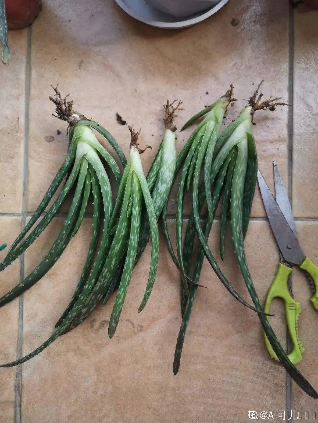 3种花不用扦插，掰下来就能活，1盆变10盆，懒人也能养！