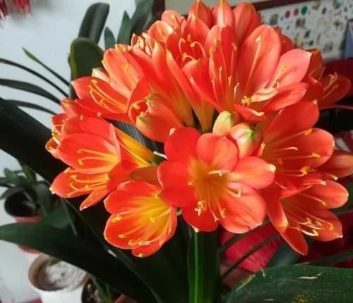 养君子兰就像“种白菜”狂长叶不开花，3个解密，开花几十年