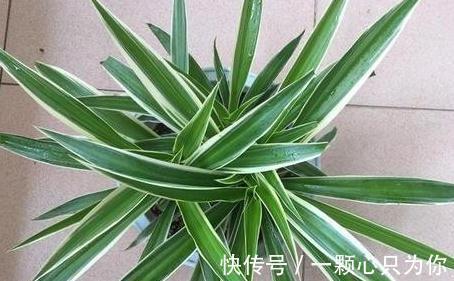 吊兰叶片发黄，叶尖发黑怎么办，学3招轻松解决，预防措施要牢记