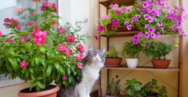 养花经验分享：豆饼、黄豆制成肥料期间，该注意哪些细节？