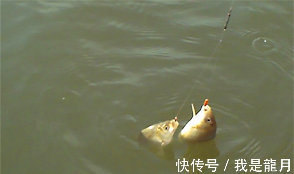 鲫鱼|冬钓鲫鱼,子线的长短影响了渔获,选择不当,中鱼率会大幅度下降