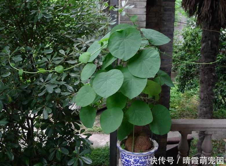 龙骨|5种“丑花”,寓意却大,富贵又威武,再丑也要养一盆