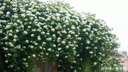 一直被蚊子咬？是因为你少了这些驱蚊草，养一盆整个夏天不用蚊香