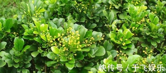 阳台养盆“米兰花”,胜似天然香水,晒一晒,味更大!