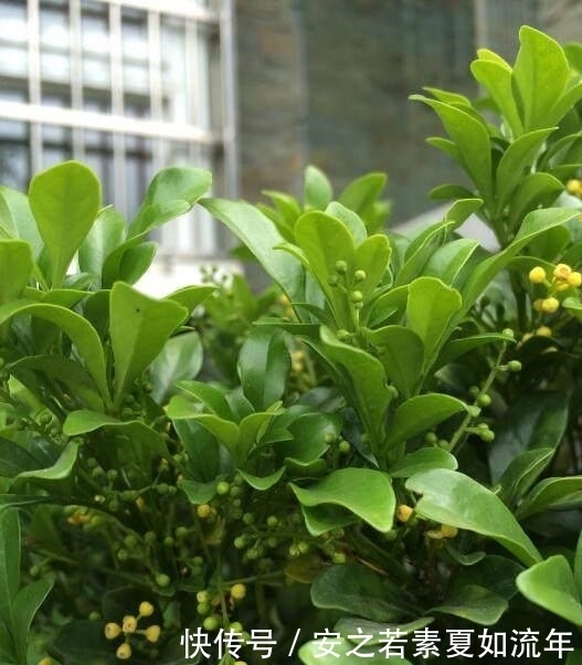 种花|家里养上这几种花，全家健康长寿，还能净化空气烟民必备