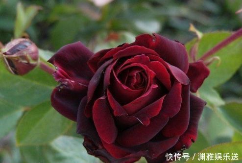 花型|喜欢牡丹，不如养“高档玫瑰”黑魔术玫瑰，色彩深红，花型大气