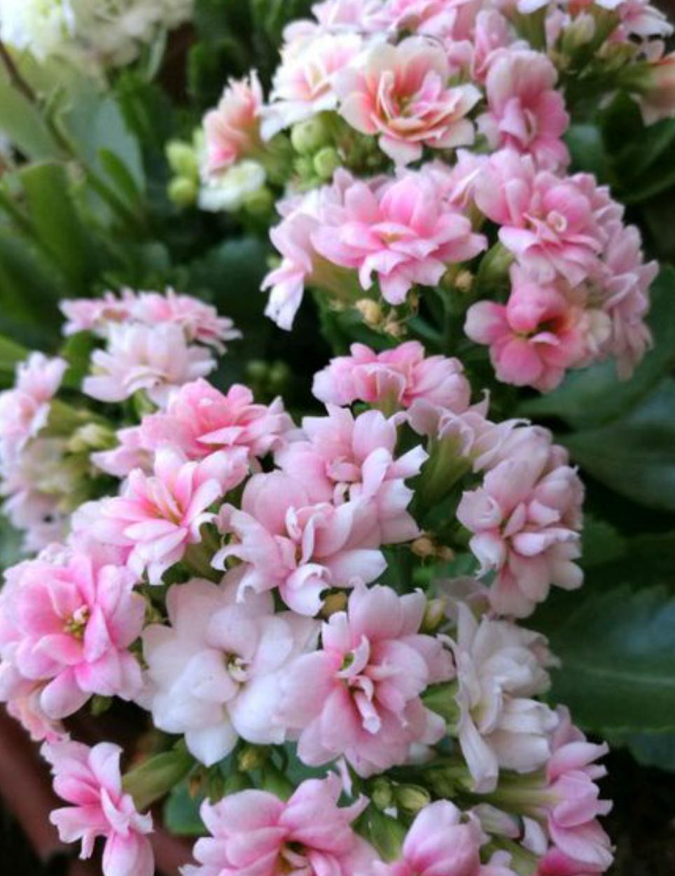 这五种花别再修剪,老枝条长势稳,秋冬花芽多