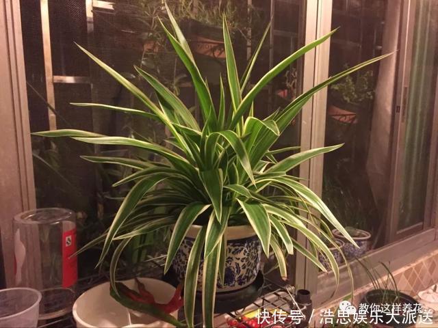 花友|用好3招,吊兰马上抽条长新叶,还呼呼开花!