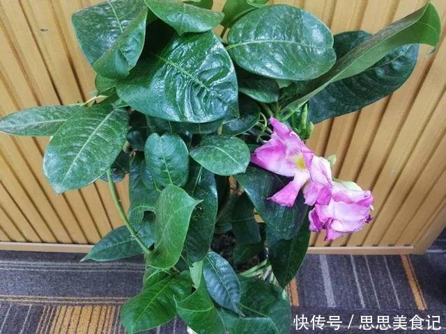 这花一开就是大半年,枝条沾水就活,根比萝卜还粗