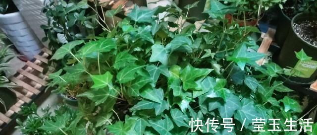 养花，什么情况下“不能施肥”看养花达人怎么说