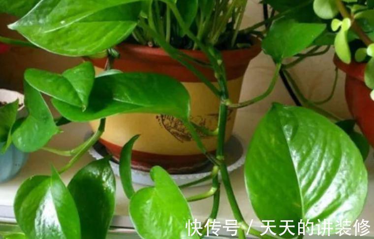 一款容易被人无视的养花神器,草叶,有4种用法能取代肥料使