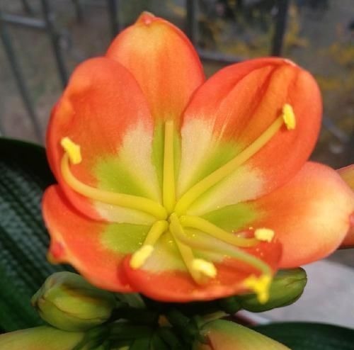 头次见用“它”浇君子兰，怪不得叶子又宽又绿，太实用了