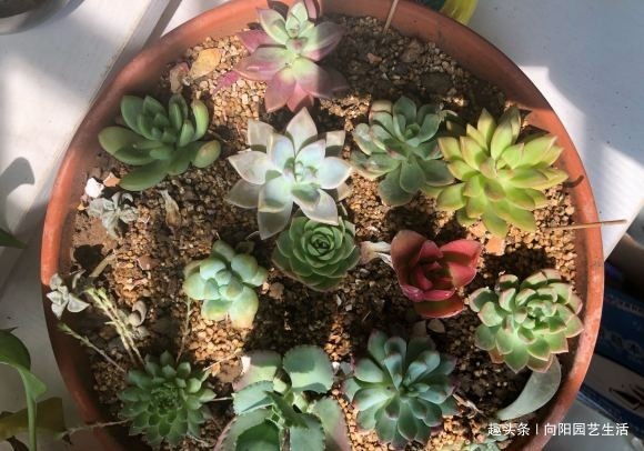 夏天多肉很便宜,不要“乱买”,温度高服盆慢,买回家养不活