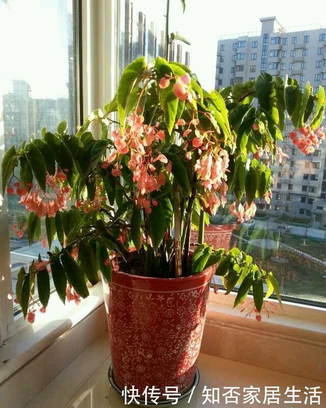 花期最长的室内绿植,一年四季开花,比绿萝还好养,扦插就能活