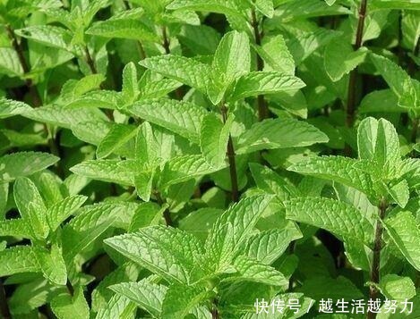 薄荷土里加“一料”,不枯黄不徒长,蹭蹭冒嫩芽,清香怡人一整年!