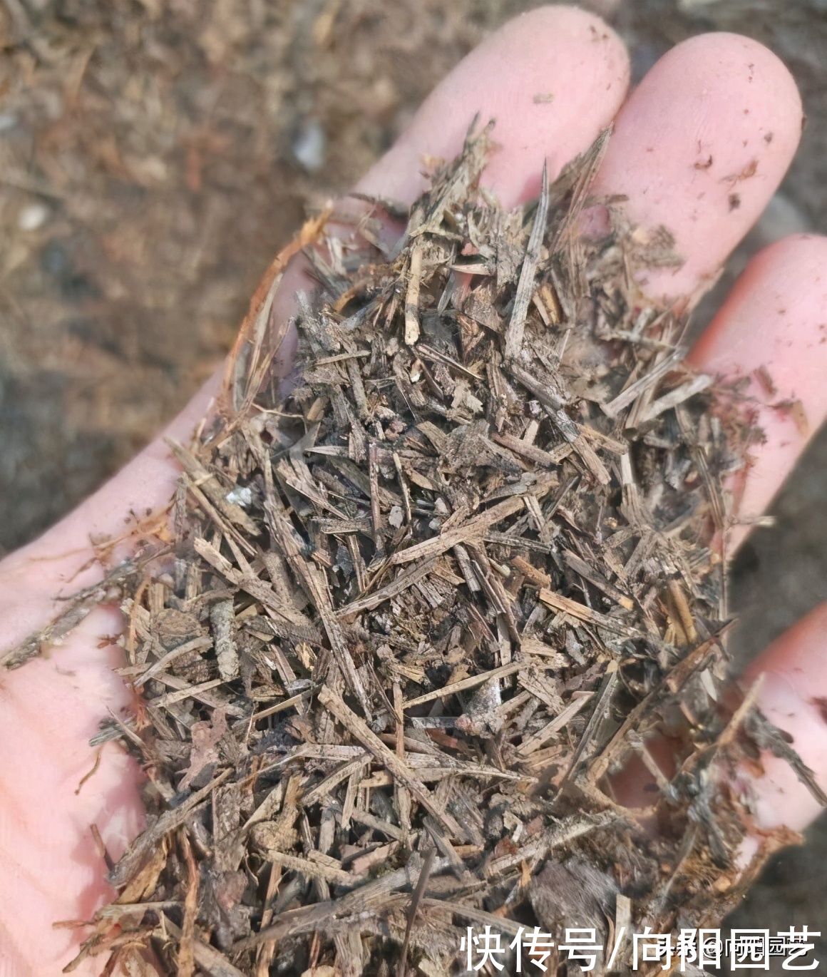 立春过后养花，自己学会配土，有机质含量高，种月季很好用