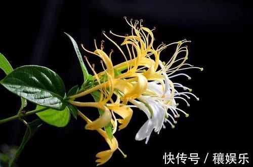 金银花|辟谣金银花泡水喝能消炎、调节免疫力没根据的言论别轻易信了