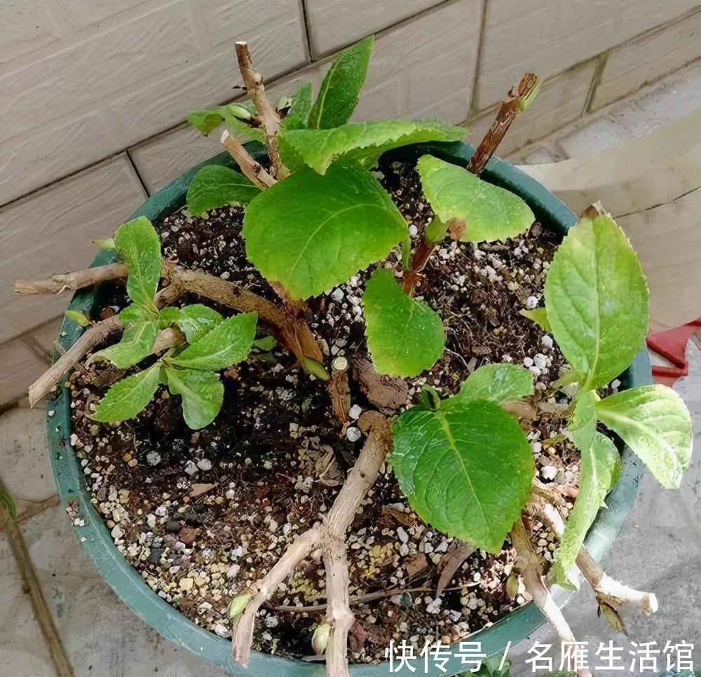 5种花“漂亮花”,十月大降价,便宜也别买,白白浪费钱