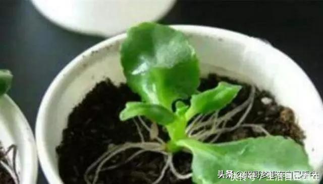 这6种花,现在扦插正当时,7天生白根,当年能开花,新手也可以