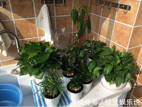 阳台|媳妇装新房，卫生间砌“半墙”，阳台成“绿森林”，被邻居赞爆了