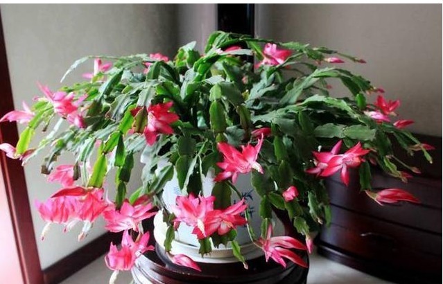 蟹爪兰花谢之后怎么办这样养，蟹爪兰叶片厚绿，不停地冒花苞