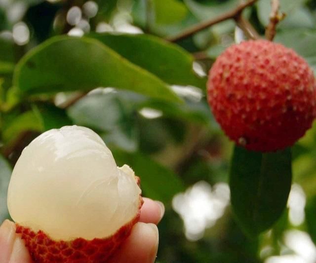 怀孕|怀孕期间,胎儿最“怕”这5种水果,孕妈赶紧停嘴吧