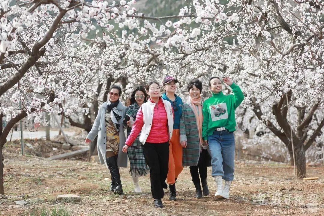 黄里杏花浪漫来袭！踏春、赏花，一起来玩！