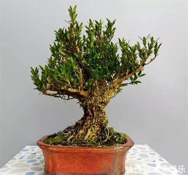 10年前一盆上万，10年后一盆十块，烂大街的黄杨，被玩坏的盆景