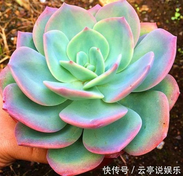 繁殖|家中常备“巨无霸”多肉,养家里能撑场面,多肉爱好者们快养一盆