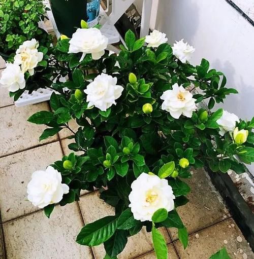  过年在家，做5种“果蔬水”，半个月浇1次，花儿吃了疯长！