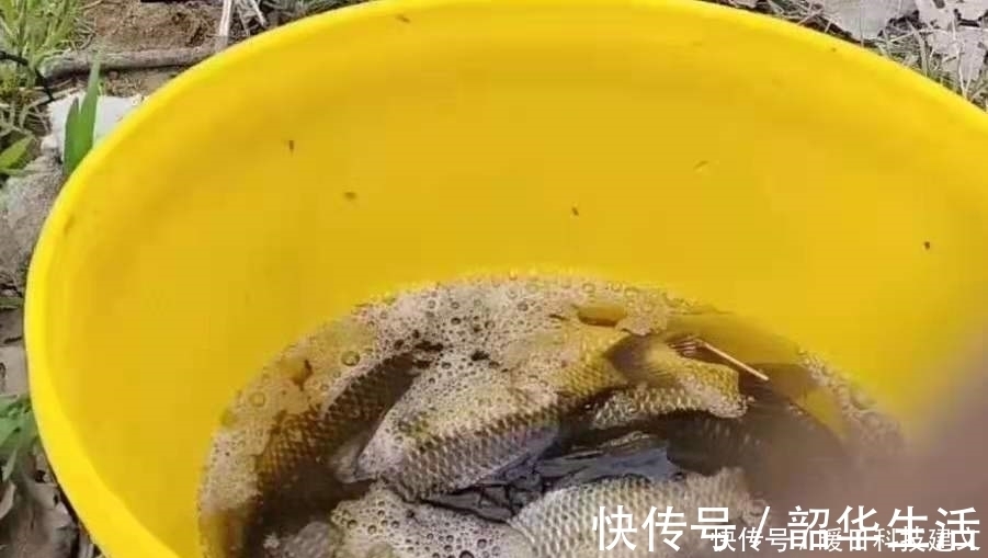 后悔现在才察觉:鲫鱼上浮后,只需调整调整,比钓底还过瘾