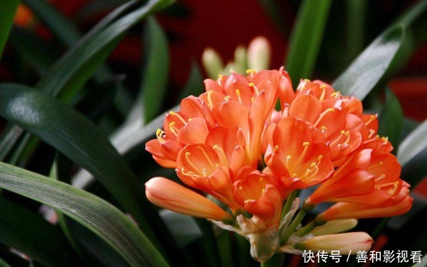 此花被称为“富贵之花”,象征美好,能给家庭带来富贵之气!