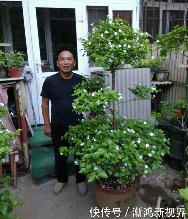浇水|大爷养茉莉花20年,身高2米花满枝头,请教过后才知他是这么养的