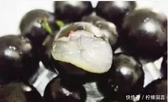 爷爷看到树干长着奇怪葡萄,害怕有毒没有摘,随后让他后悔不已!