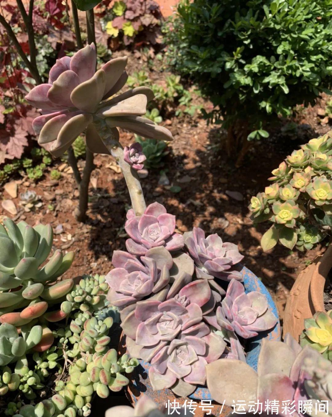 十几年的多肉“妖精”,自然老桩头,造型太美