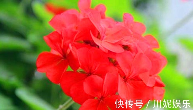 比绿萝还好养的“2种花”,插在水里就能生根开花,花朵还能爆盆