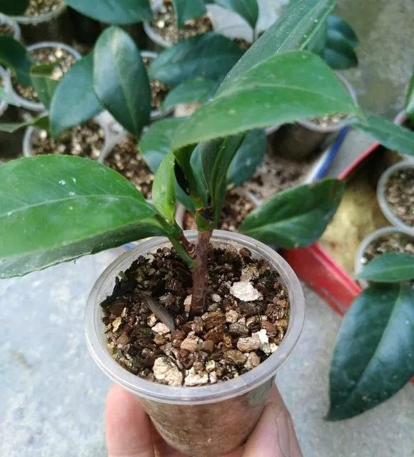 生根|天热了就插4种花，生根快长势好，一插一大盆